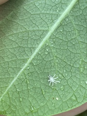 Gibellula
