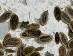 Miridae
