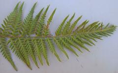 Pityrogramma calomelanos aureoflava