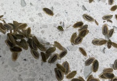 Miridae