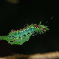 Acronicta adaucta