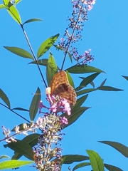Argynnis paphia