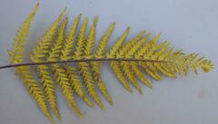 Pityrogramma calomelanos aureoflava