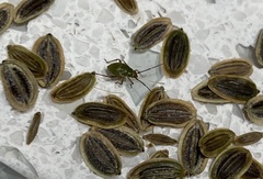 Miridae