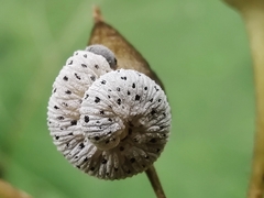 Tenthredo scrophulariae