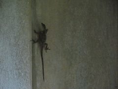 Anolis cristatellus