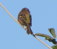Fringilla coelebs