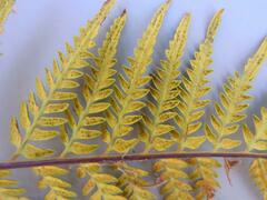 Pityrogramma calomelanos aureoflava