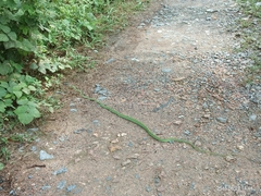 Ahaetulla prasina