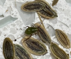 Miridae
