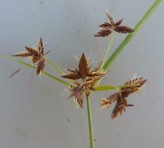 Cyperus mundii