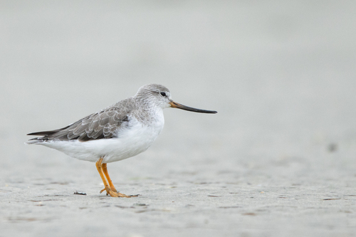 Terek Sandpiper