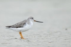 Xenus cinereus