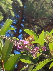 Argynnis paphia