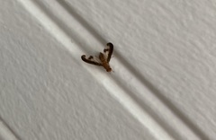 Toxonevra superba