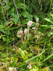 Monotropa uniflora