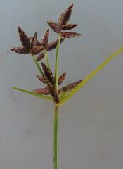 Cyperus mundii