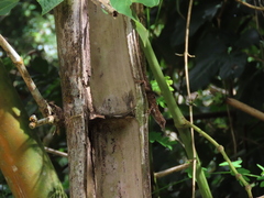 Anolis cristatellus