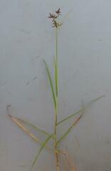 Cyperus mundii