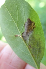 Chrysaster ostensackenella