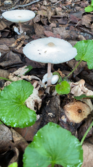 Leucocoprinus cepistipes