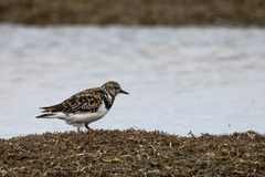 Arenaria interpres
