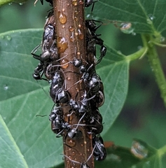 Formica fusca