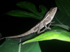 Calotes versicolor