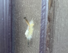 Orgyia leucostigma