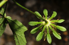 Hibiscus surattensis