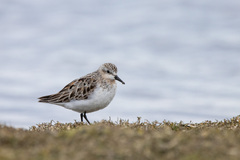 Calidris ruficollis