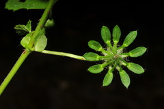 Hibiscus surattensis