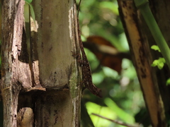 Anolis cristatellus