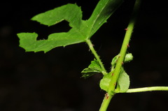 Hibiscus surattensis