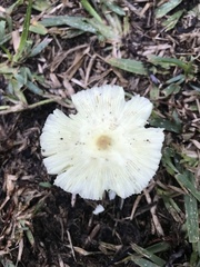 Leucocoprinus fragilissimus