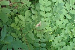 Chrysaster ostensackenella