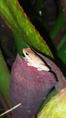 Litoria fallax