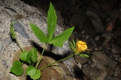 Hibiscus surattensis