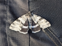 Catocala relicta