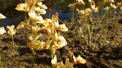 Utricularia fulva
