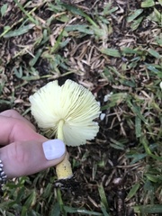 Leucocoprinus fragilissimus