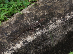 Anolis cristatellus