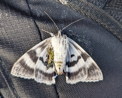 Catocala relicta