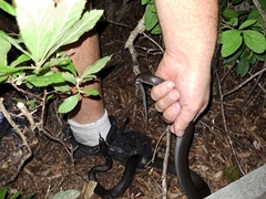 Coluber constrictor constrictor