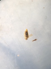 Macrosteles