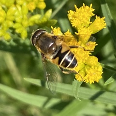 Eristalis nemorum