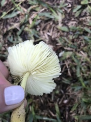 Leucocoprinus fragilissimus