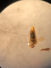 Macrosteles