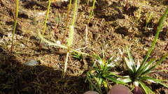 Drosera finlaysoniana