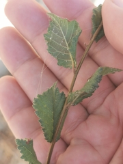 Ulmus minor